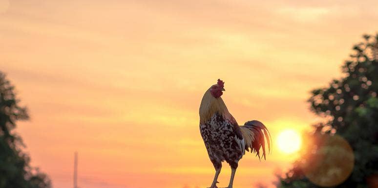 Spiritual Meaning And Symbolism Of A Rooster Spiritual Meaning And Symbolism Of A Rooster