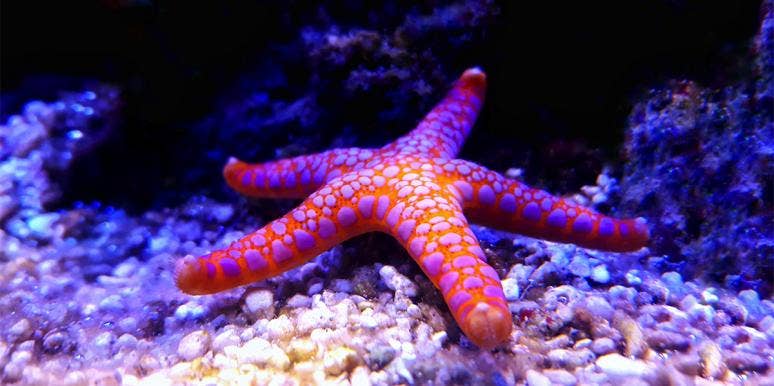 What Is The Spiritual Meaning Of A Starfish? | YourTango