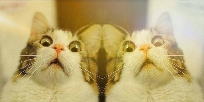 Surprised cat Surprised cat