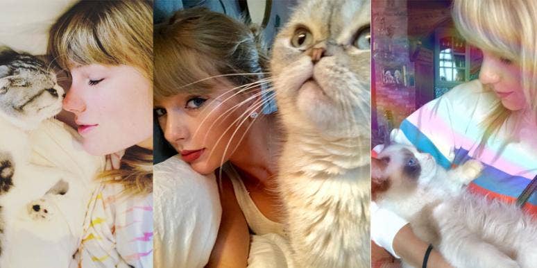 Taylor Swift's cats Meredith Grey, Olivia Benson, Benjamin Button
