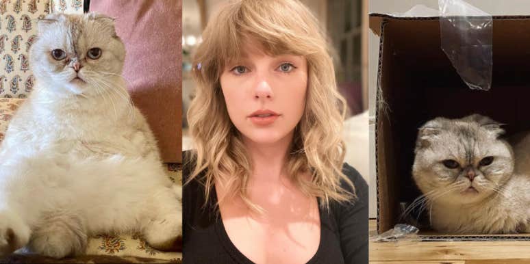 Taylor Swift and Cats taylor swift and cats