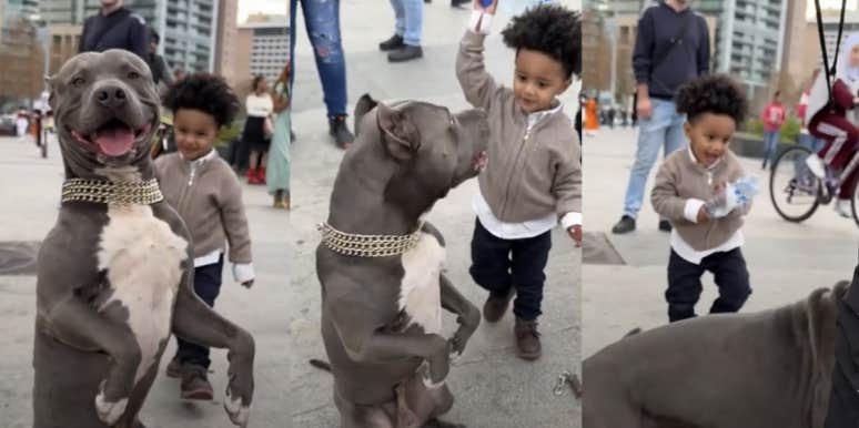 Toddler's Parents Do Nothing As He Hits An Unleashed Pit Bull In The Head With A Water Bottle In Video Toddler, dog, water bottle