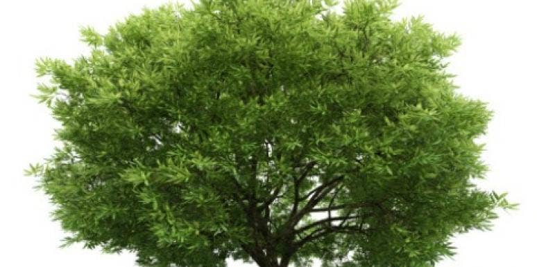 tree