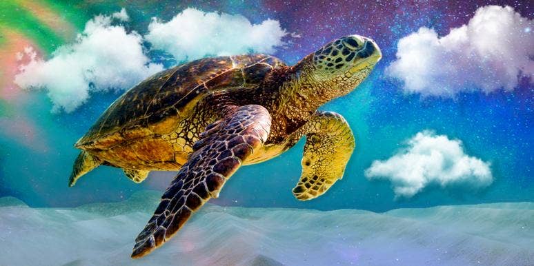 Turtle Symbolism & Spiritual Meanings Of A Turtle Spirit Animal | YourTango