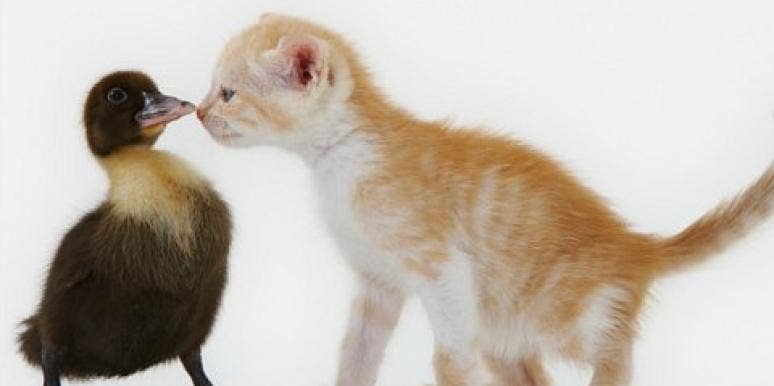 unlikely animal friends unlikely animal friends