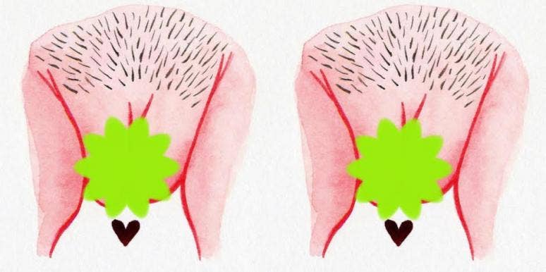 vulva vulva