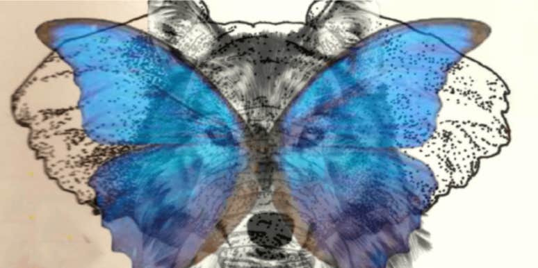 visual personality test loyal relationships wolf butterfly elephant visual personality test