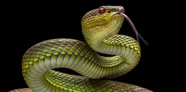 Snake Symbolism & Spiritual Meanings Of Seeing Snakes | YourTango