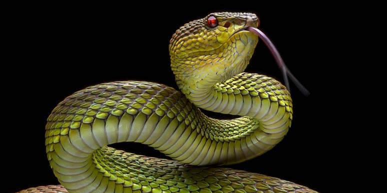 Snake Symbolism & Spiritual Meanings Of Seeing Snakes | YourTango Snake Symbolism & Spiritual Meanings Of Seeing Snakes | YourTango
