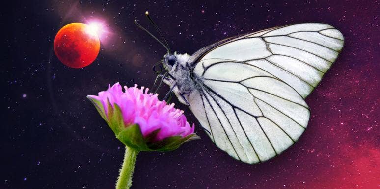 White Butterfly Meaning & Symbolism white butterfly