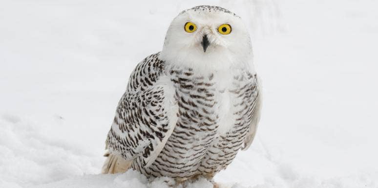 What Does A White Owl Symbolize? Meaning & Spiritual Significance Explained white owl