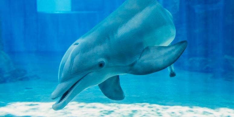 'Dolphin Tale' star Winter dies at the age of 16 Winter the Dolphin