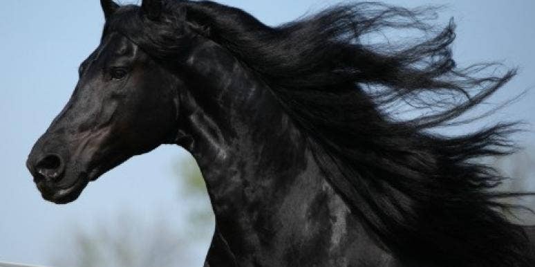 Life Coach: Year Of The Horse Success Advice Life Coach: Year Of The Horse Success Advice