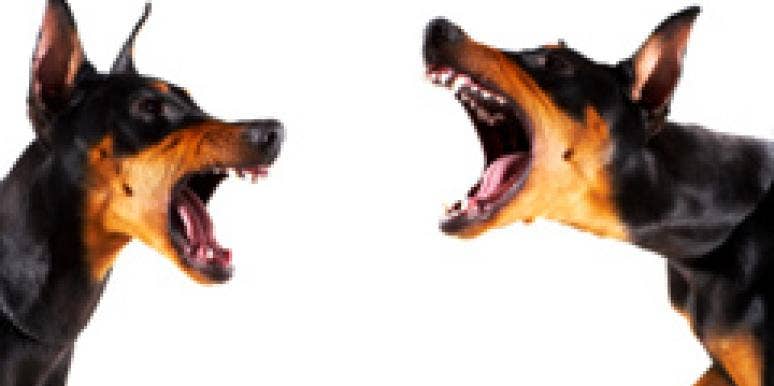 Stop Arguing! 5 Tips For Happier, Healthier Conversations dogs fighting