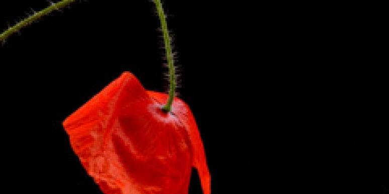 wilted flower