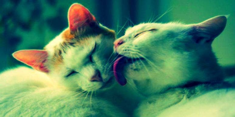 Um, WHAT? 10 Totally BIZARRE Animal Mating Rituals | YourTango Um, WHAT? 10 Totally BIZARRE Animal Mating Rituals | YourTango