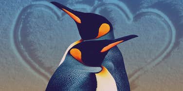 Penguins teach love lessons everyone should learn.