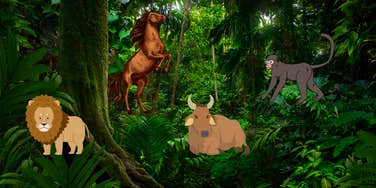 rainforest personality test