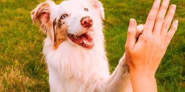 Important Things Dogs Look For When They Pick Their Primary Human