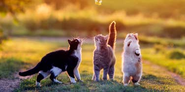 Cats with spiritual gifts