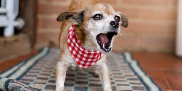 meaning types barks dog use get your attention