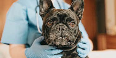 vet gets into physical fight with backyard breeder over pregnant french bulldog