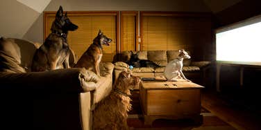 dogs watching TV