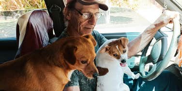 ny judge rules dogs immediate family members