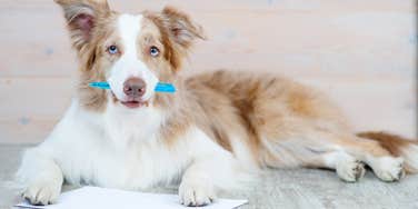 Things Your Pet Would Say If They Could Write You A Letter