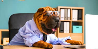 Ways To Treat Your Boss Like A Pet To Avoid Constant Chaos & Stress