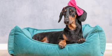 Girl Dogs Can Do Impressive Thing That Boy Dogs Aren’t Good At