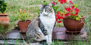 Neighbor Demands Dogs Next Door Remain Inside Because His Cat Doesn't Like Them