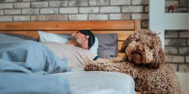 Dog Saves Owner's Life With Annoying Nighttime Habit