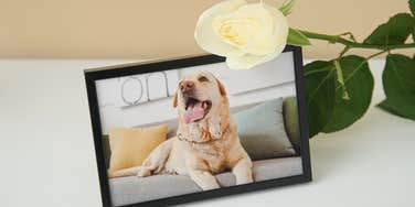 Pet Psychic Reveals 7 Signs Your Deceased Pet Is Visiting You To Let You Know They Are OK