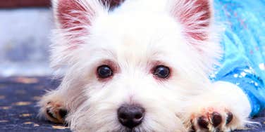 Things You Might Do Every Day To Make Your Dog Think You’re Mad At Them