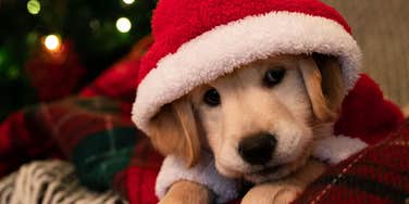 popular christmas song dogs hate