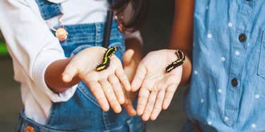The Wildly Unexpected Thing Caterpillars Do When You Raise Your Voice Kids holding a caterpillar in their hands showing the wildly unexpected thing caterpillars do when you raise your voice.