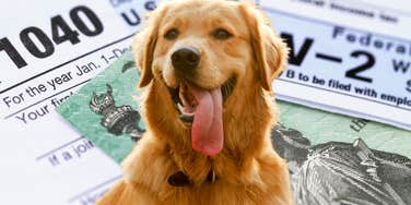dog with tax forms