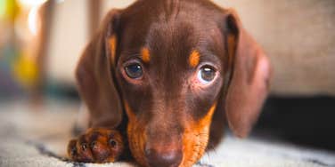 If Your Dog Has Any Of These Habits At Home, He’s Not Happy