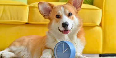 how dogs tell time using nose dog trainer