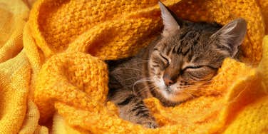 purring, sleeping cat