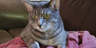 sweden punishing people leave cats alone all day