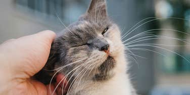 Cat truly loves someone.