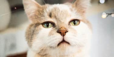 A close-up of a white cat looking away with a pensive, subtle sadness; illustrating the nuanced body language cues that show a cat’s feelings are hurt, even when they act like they don't care.