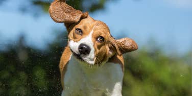 Dog shakes.