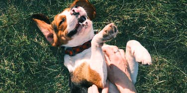 A dog on its back in a grassy field during a belly rub; illustrating the specific body language cues dogs use to express affection and safety within their human family.