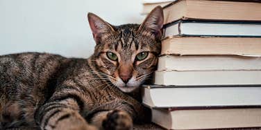 isambard kitten brunel the cat librarian at Oxford