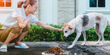 personality traits of people leave food out for stray animals 
