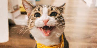 A quirky cat with wide, dilated eyes looking intensely excited; a visual example of the 'weird' feline behaviors and strange quirks that are actually rooted in cat psychology.