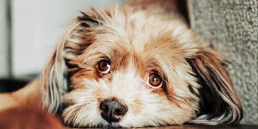 A close-up of a dog resting its head on the floor with soulful, weary eyes; illustrating the nuanced body language and facial expressions that may indicate a dog is experiencing discomfort.